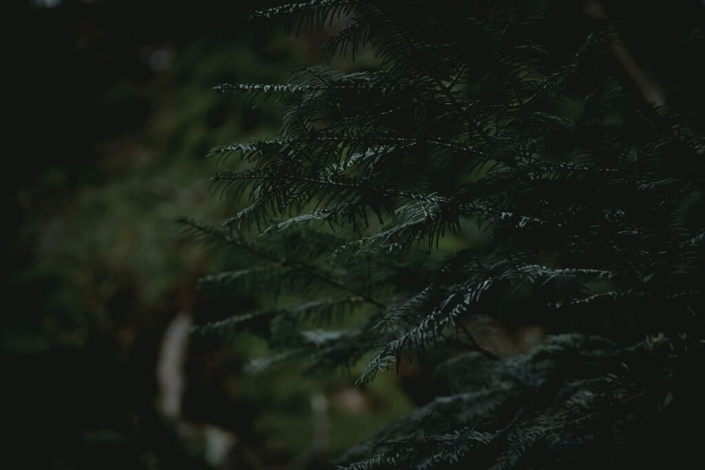 a close up of a pine tree with a blurry background